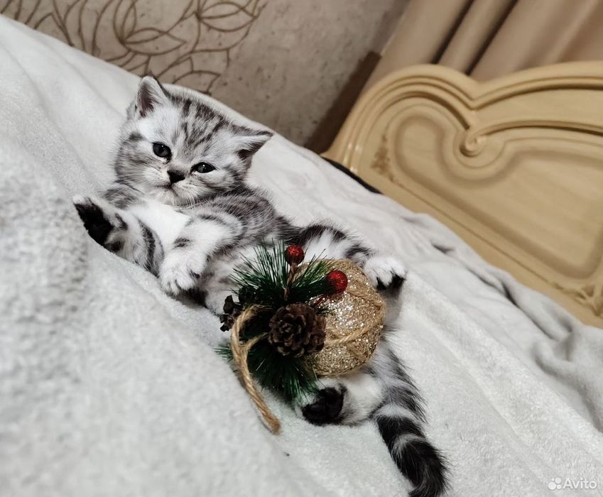 Британские котята