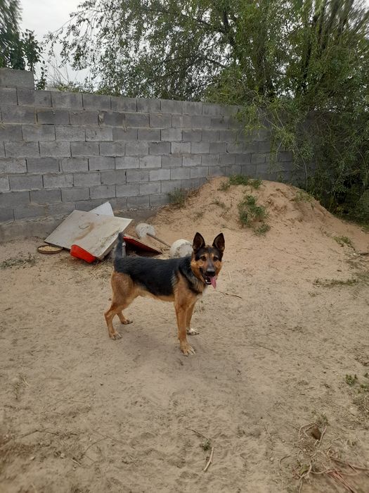 Продам хорошую добрую овчарку