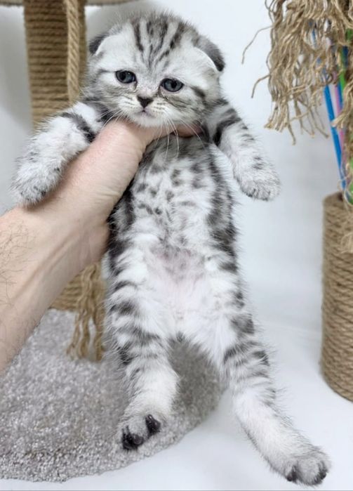 ШоТлаНдские КотЯта..