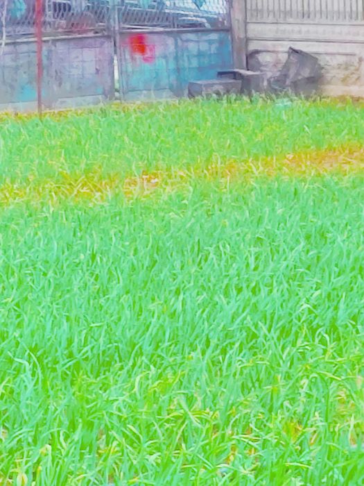 Usturoi verde pentruPaste