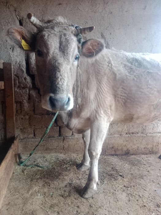 сауын сиыр сатылады