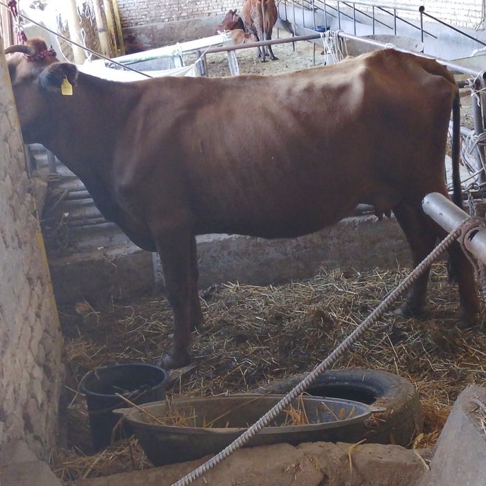 Srochniyga sotiladi kafolati bilan