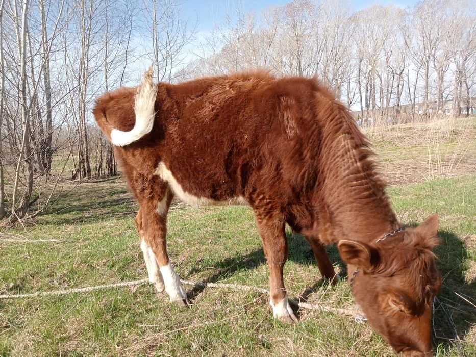 Продам тёлку 1.7