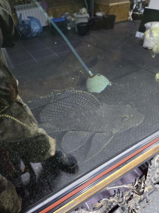 Продам сома птерика срочно.