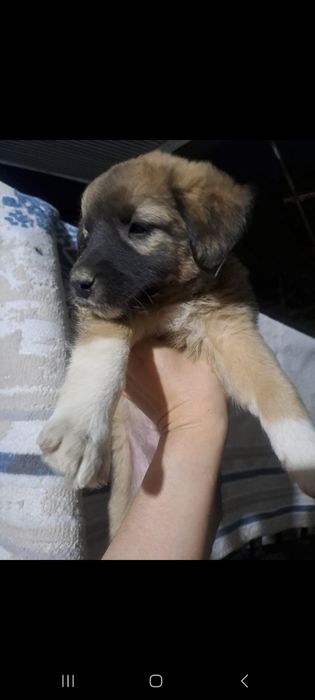 Щенки , күшік бар 1.2 месяцев