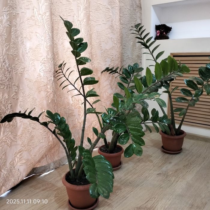 Замиакулькас денежное дерево.