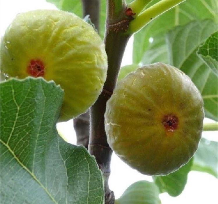 Smochin BIFER 2 productii pe an