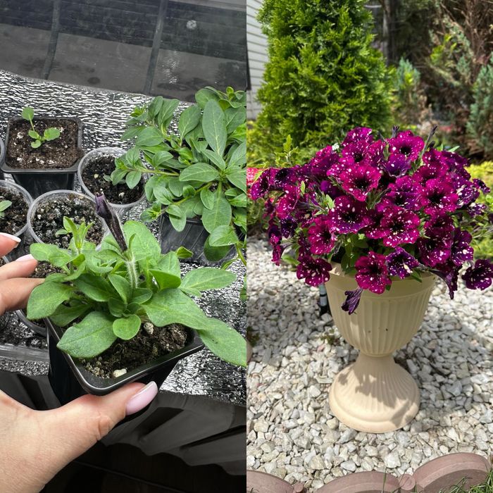 Продам рассаду ампеоьной петунии