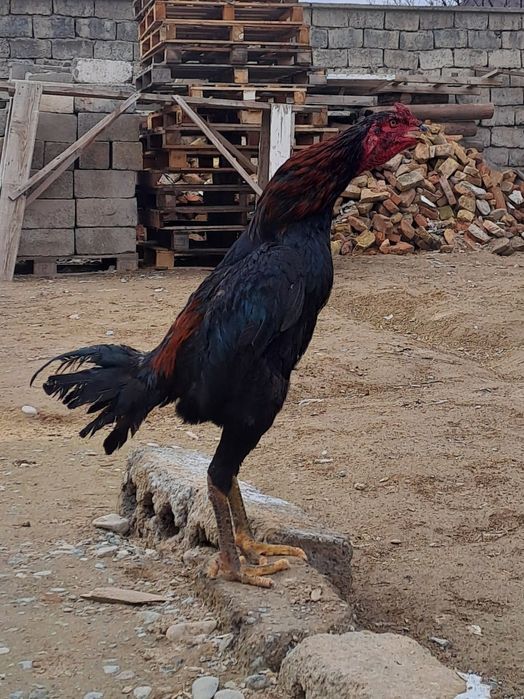 Бойцовский дакан