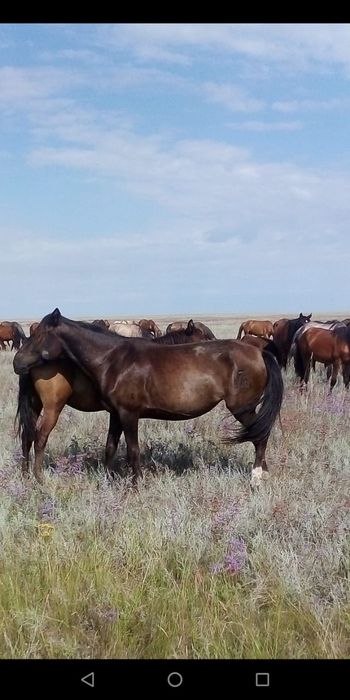 Кобыла ,яловая .