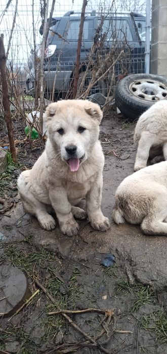 САО Алабайчета, чистокръвни