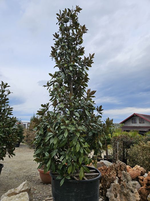 Maslin  bonsai plante