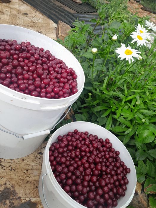 Продам дачу на спп в сторону Гагарина