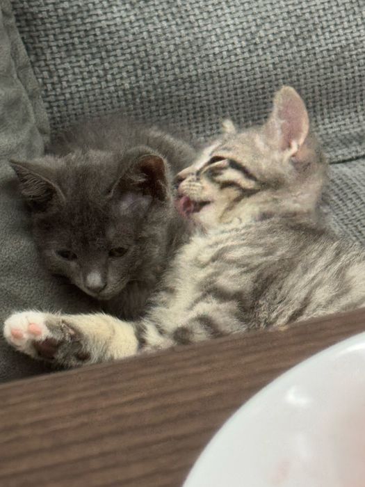 Котять  британский коротка шерсть