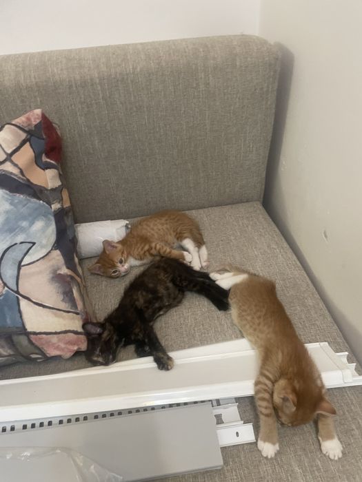 Отдам котят в добрые руки