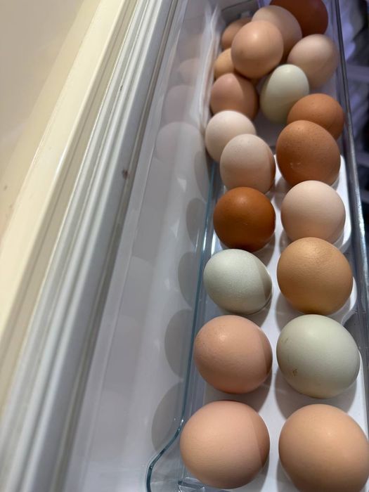 Продам курей доминант