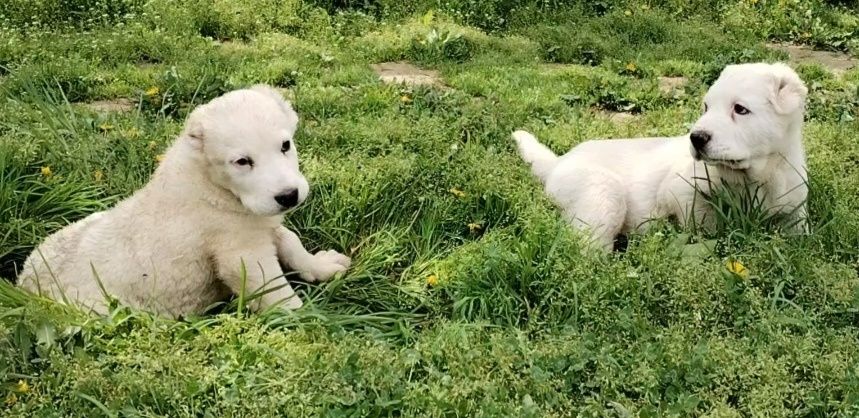 Алабай Тозаларидан еркак