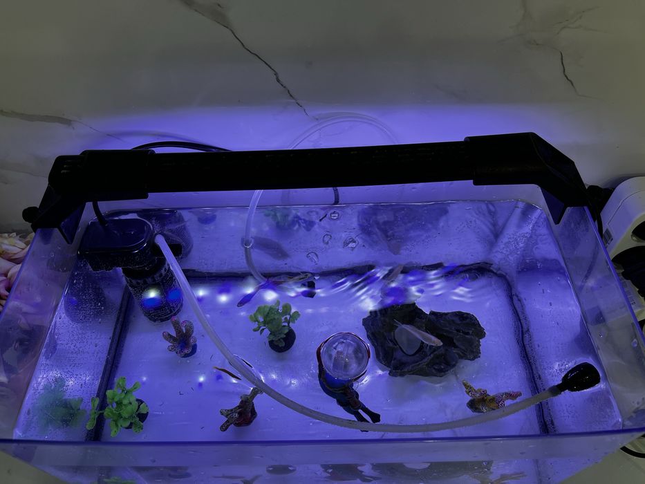 Аквариум сатамын балығымен