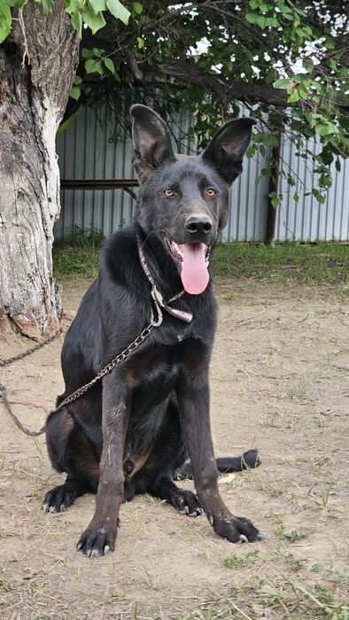 Щенок Немецкой овчарки Черный