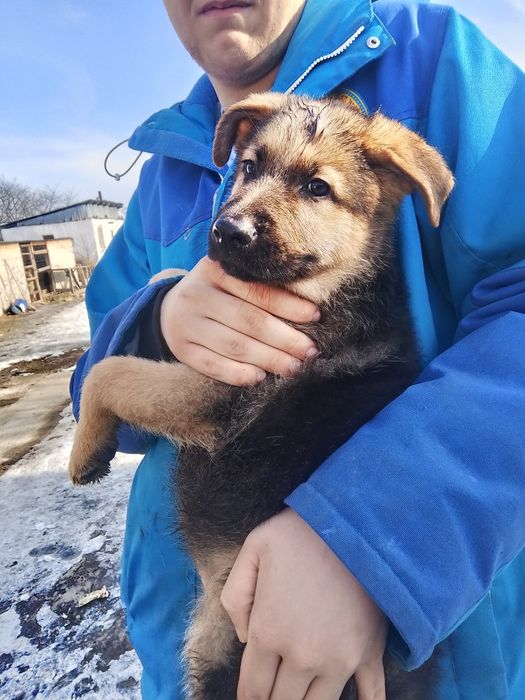 Продам щенков немецкой овчарки