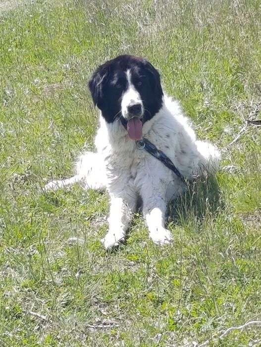 Ciobănesc de Bucovina