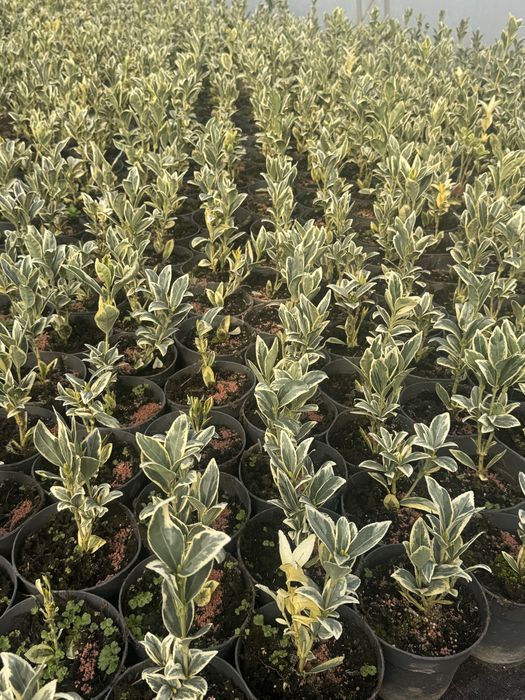 3 цвята евонимуси