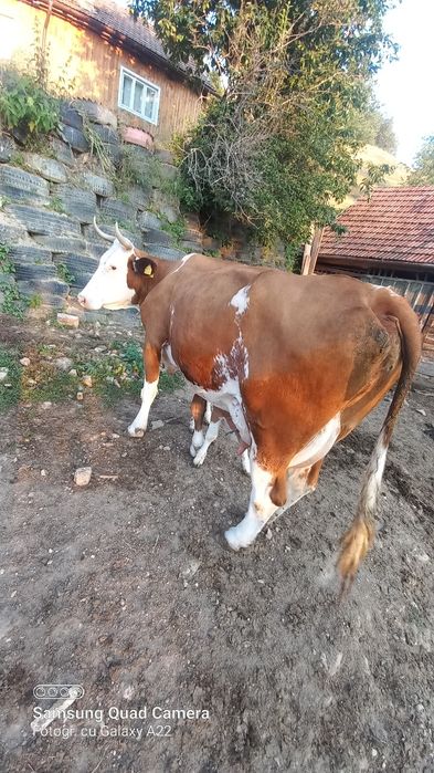 Vacă cu vițel.. .