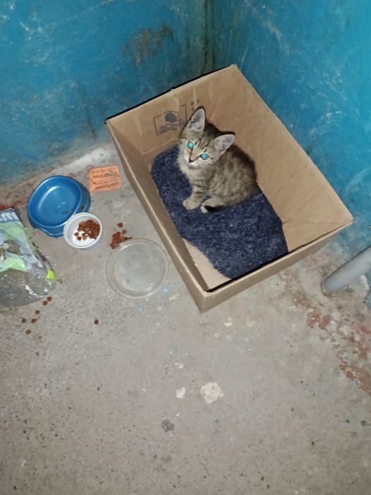Дарю маленького котенка