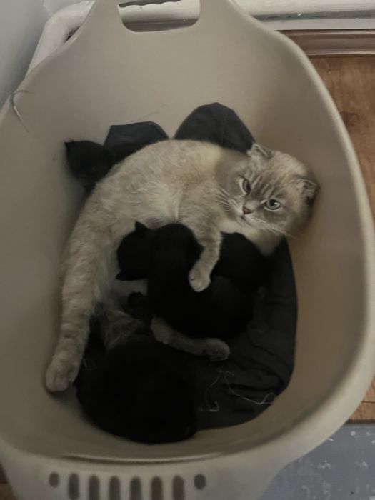 Милые котята!!! Им еще только месяц,