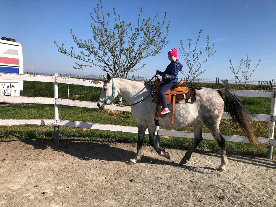 Iapă Shagya Arab înregistrată 12 ani + fiică 6 ani