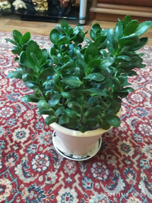 Каланхоэ.  Очень красивый цветок.