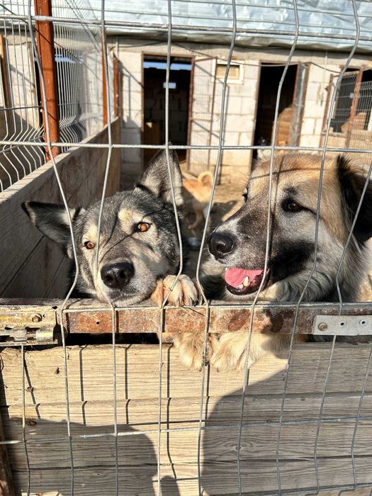 Собачки в поиске дома