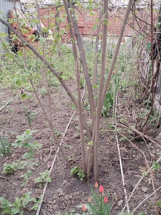 Продам саженцы фундука