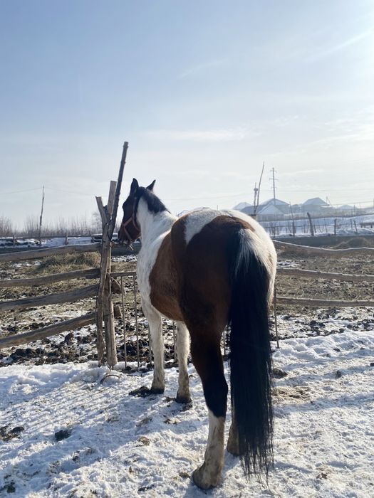 Ат,жылқы,соғым,лошадь