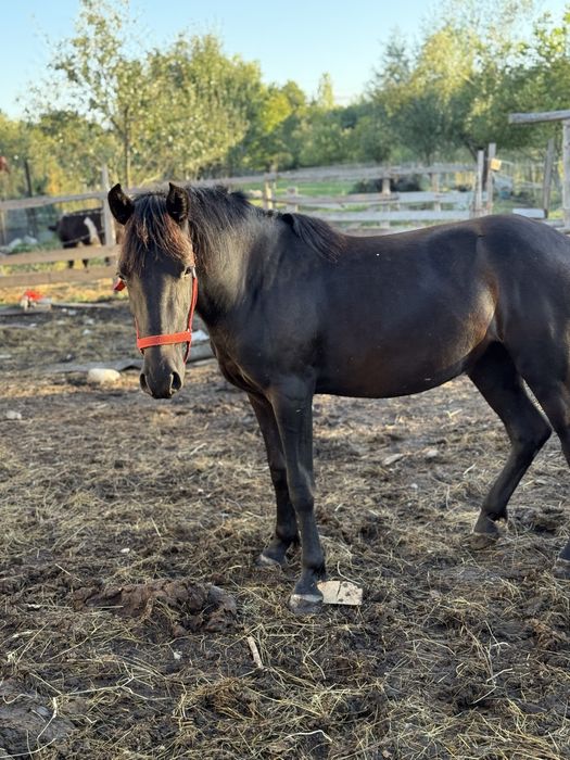 Iapa neagra , un an si 5 luni