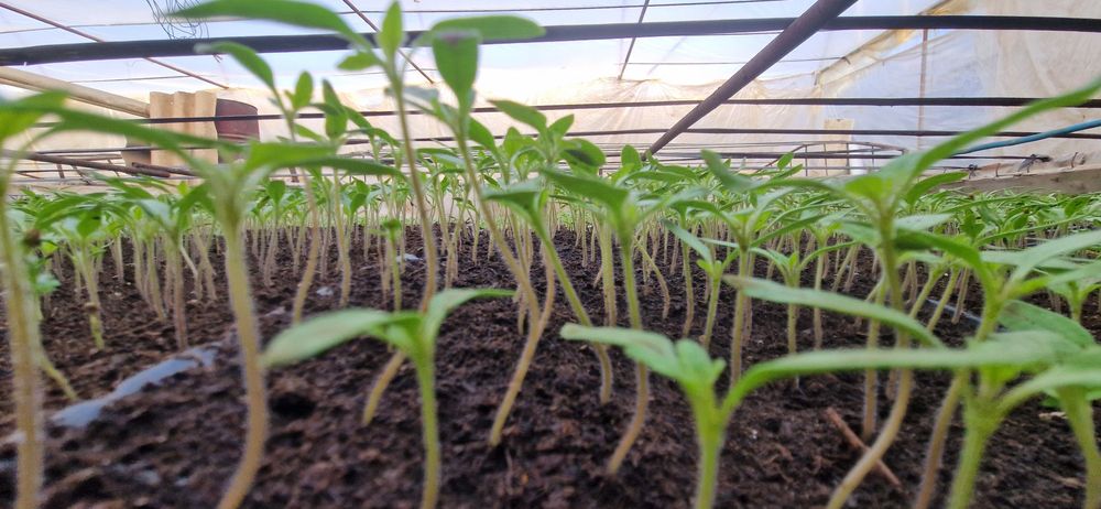 Răsad roșii Prekos,Paris si Riana