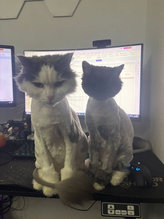 Adopție București – TIMUR & ZUZA