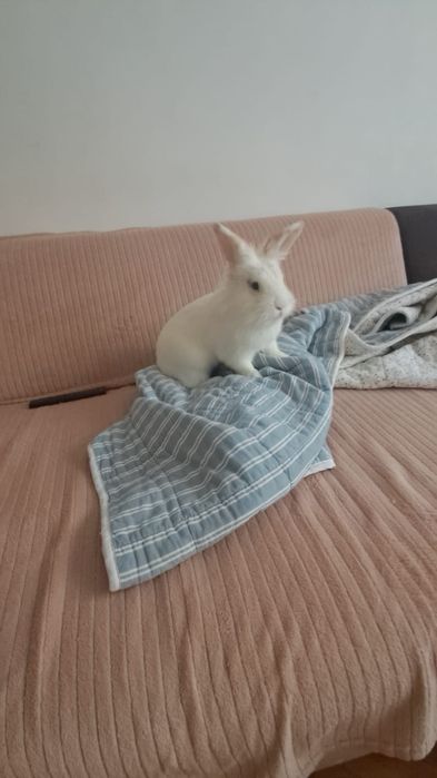 Iepure de vânzare împreună cu cusca