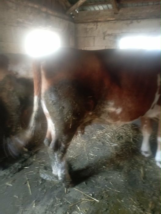Vaca gestanta de 6 luni
