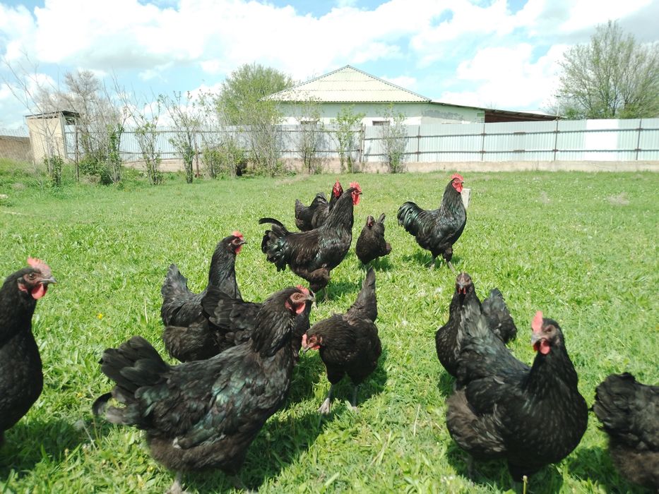 Инкубационное яйцо