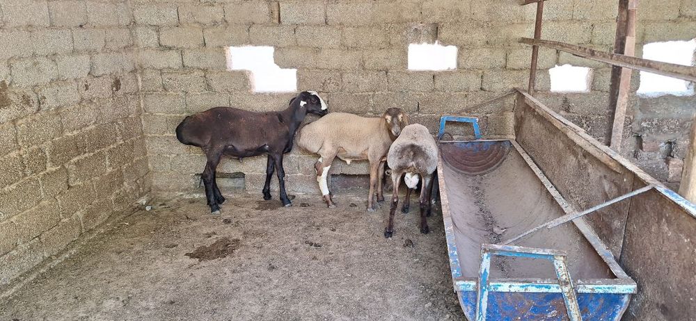 Кочкор сотилади Арашан порода