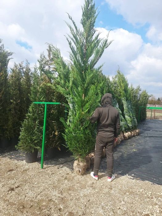 Vând plante ornamentale tuia leylandii asiguram transport în toată țar