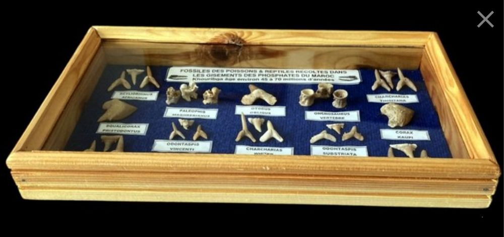 Вкаменелости от риби на 45-70 милиона години