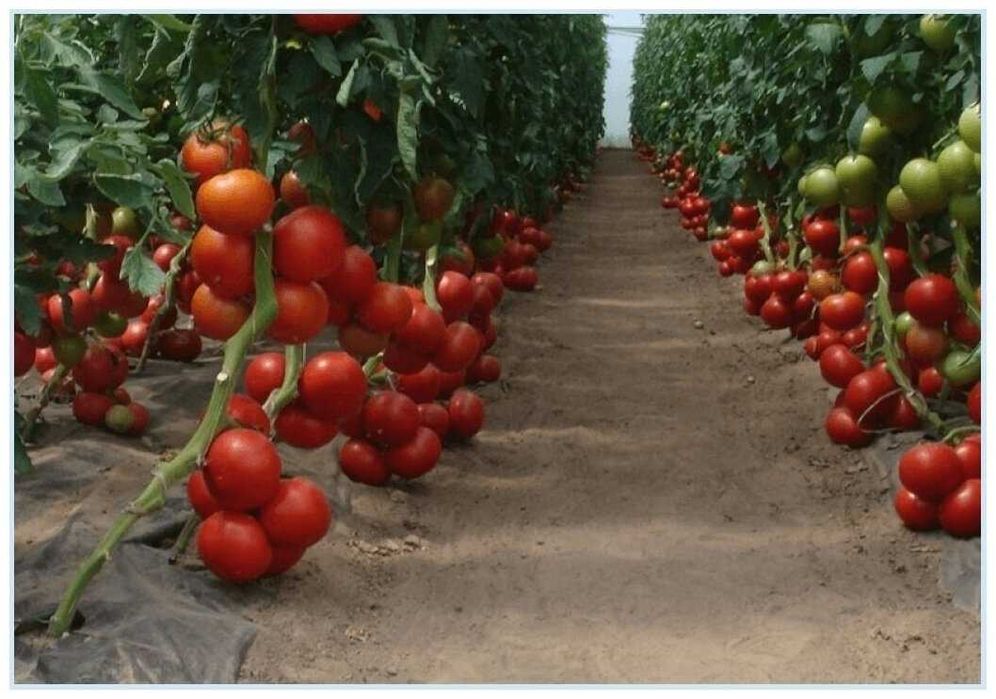 Олтинкўл тумани Садда МФЙда Помидорлар етиштирилмокда