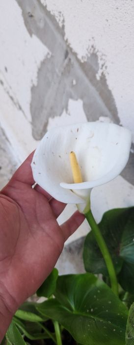 Продам цветы. Одналетки