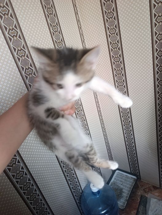 Отдам котенка в добрые руки