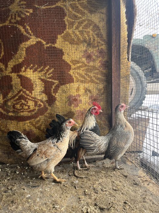 Продаётся карлики