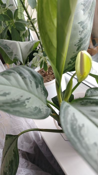 Цветочки,цена 500тенге