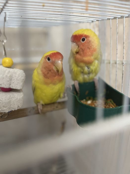 Продам попугаев мальчик и девочка