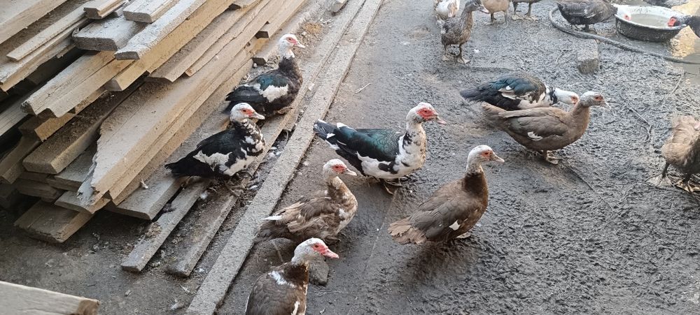 Продам  индоуток
